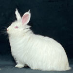 image00025-1140