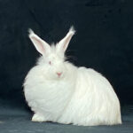 image00026-1140